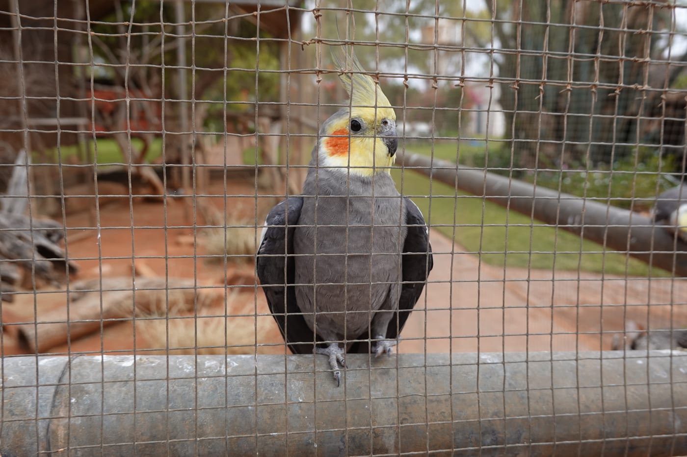 A cockatiel perched in a wire cage.