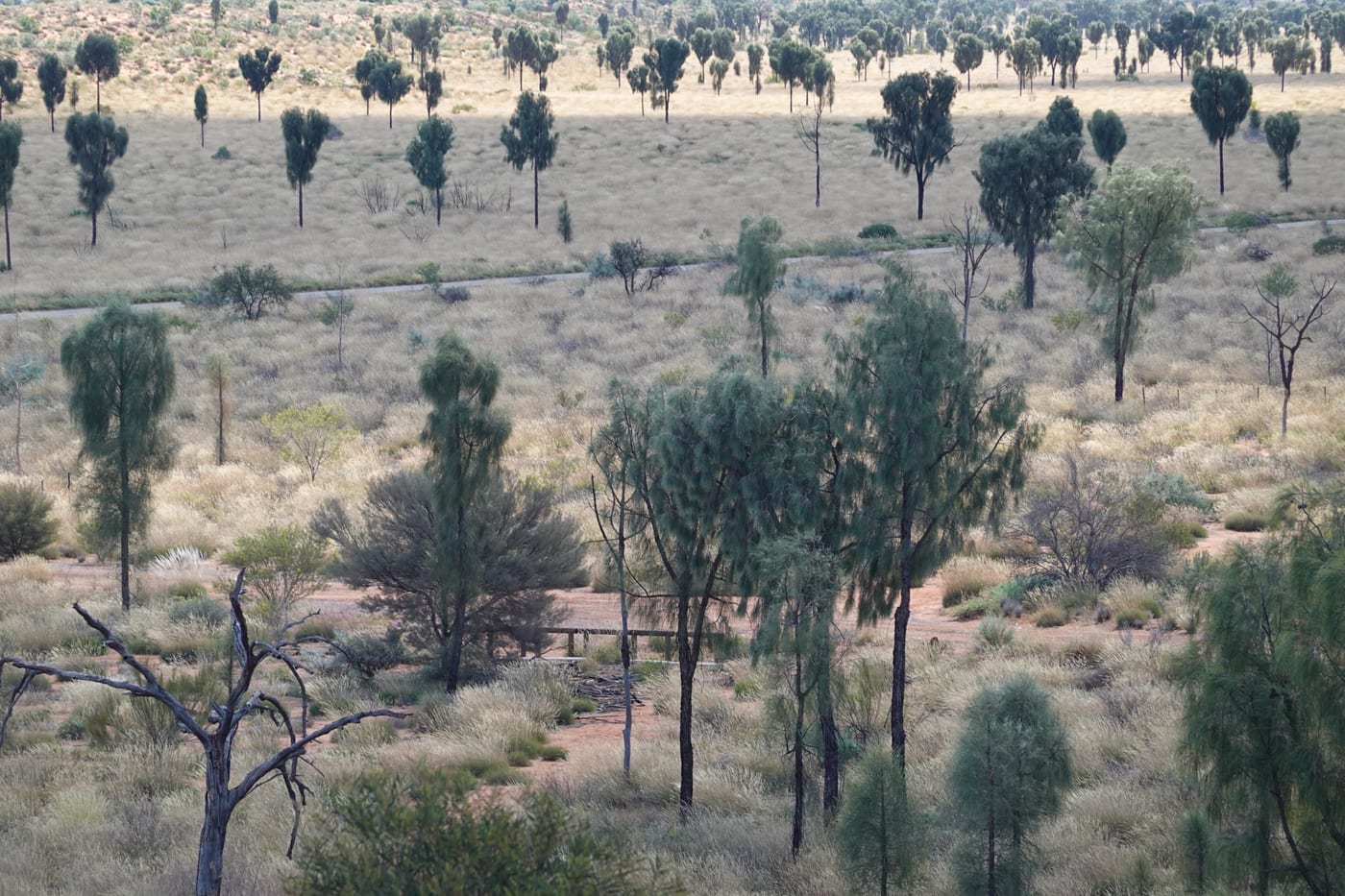Desert oaks dotting the landscape.