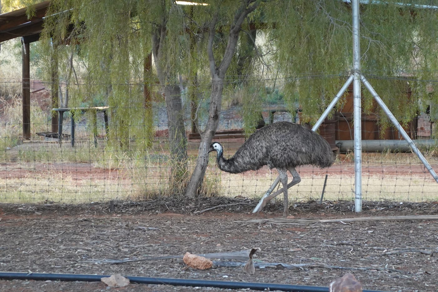 An emu in a pen at a roadhouse.