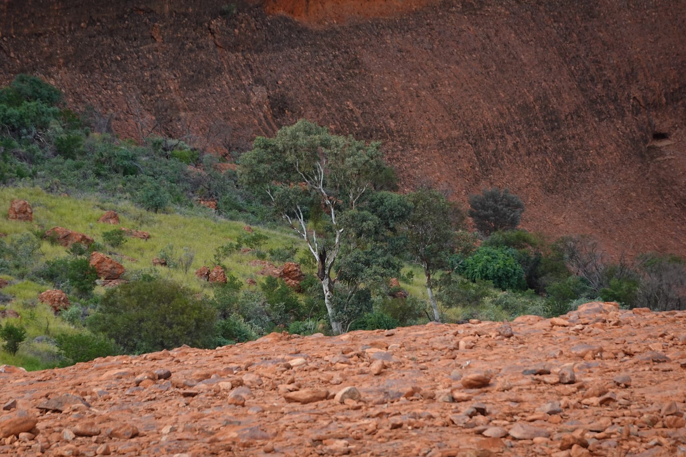 A white-trunked gum tree against the red rock.