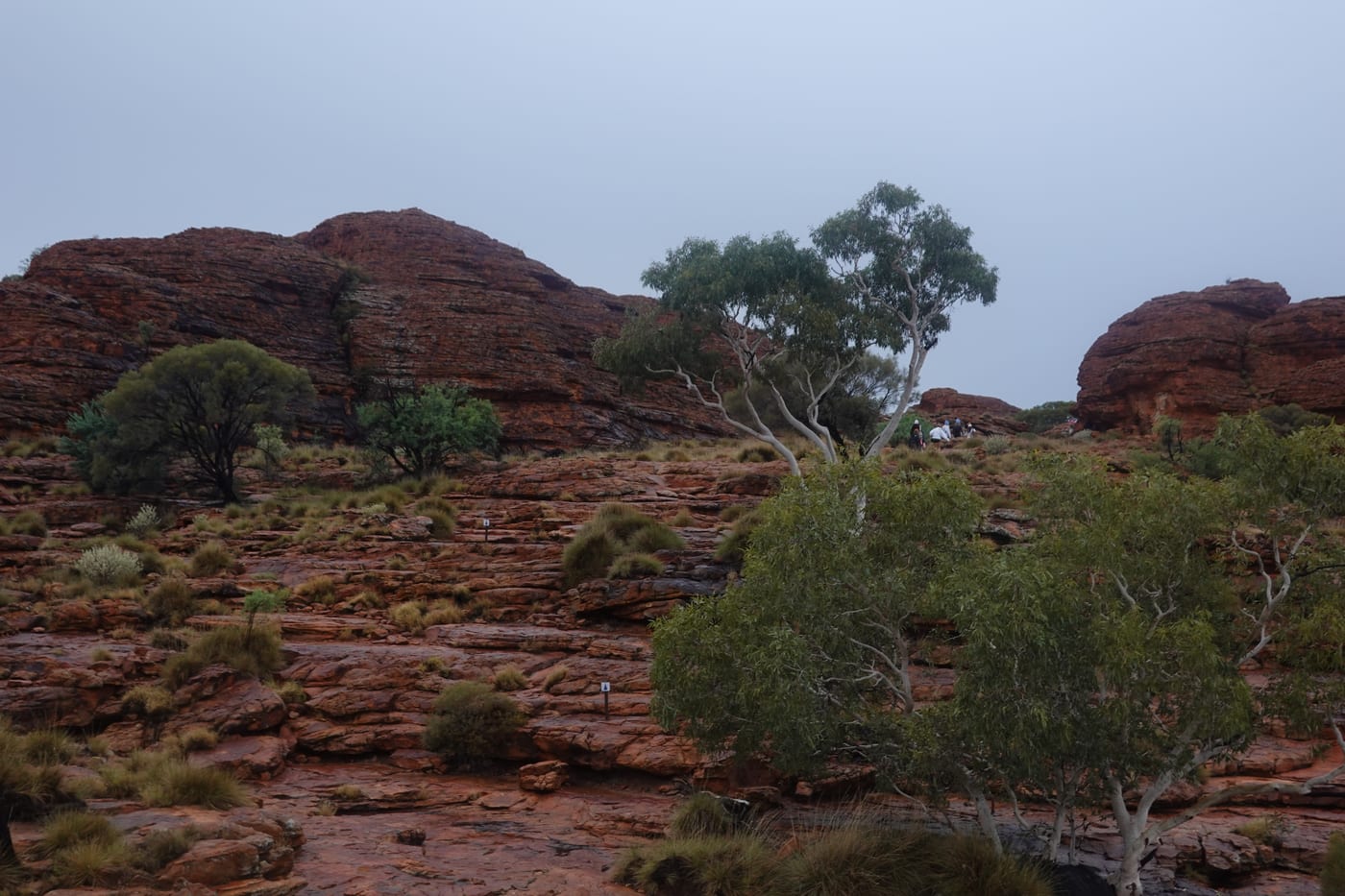 A gum tree growing on the canyon plateau.