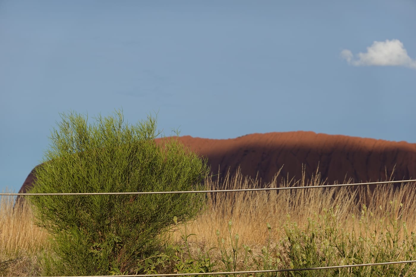 Uluru visible above tall grass and a fence.