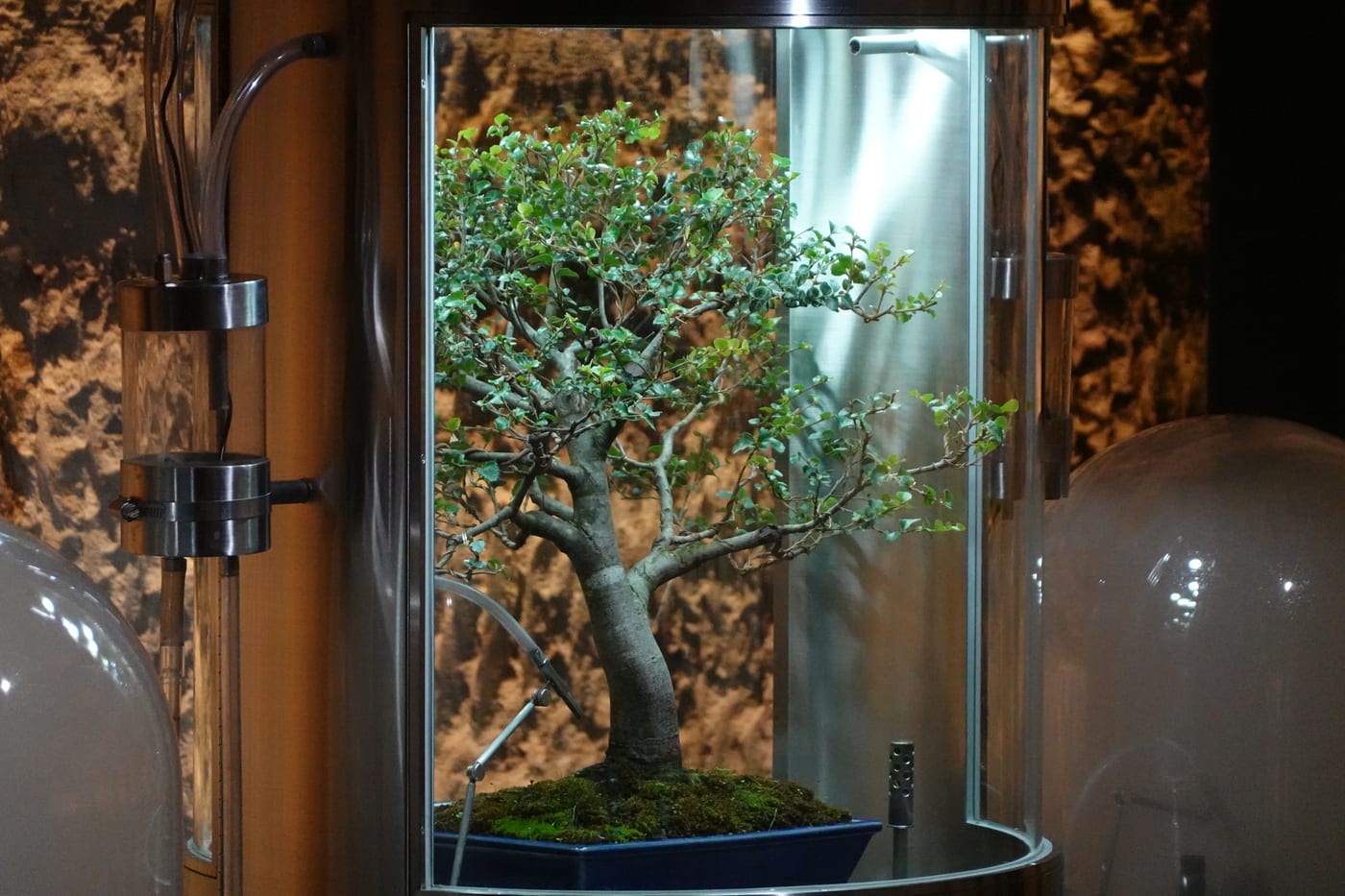 A bonsai tree in a glass vitrine.